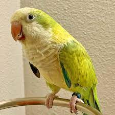 Feed these birds about 3 tablespoons of pellets per day and offer at least a 1/4 cup of fresh fruits and vegetables in the morning. Quakers Fly Babies Aviary