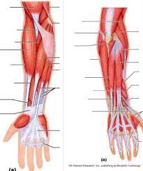 We did not find results for: Anterior Forearm Muscles Diagram Quizlet