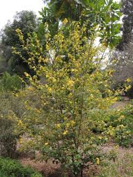 Image result for Wissadula