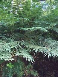 Image result for Ptisana