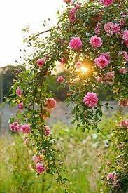 Tall huntington® is an ideal choice. Pin On Kletterrosen Im Cottage Garten