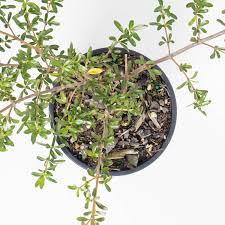 Image result for Canscora kirkii