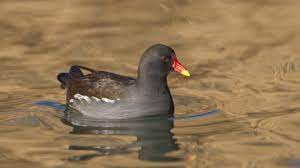 Maybe you would like to learn more about one of these? Moorhen The Wildlife Trusts