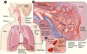 Aveoli Respiratory System Respiratory System Anatomy Human Respiratory System