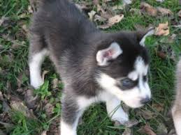 Siberian husky for sale near memphis, tn within 50 miles. Siberian Husky Puppies In Tennessee