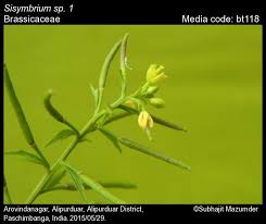 Image result for Sisymbrium orientale