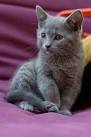 7 Stunning Cat Breeds with Grey Coats • Purrfect Cat Breeds