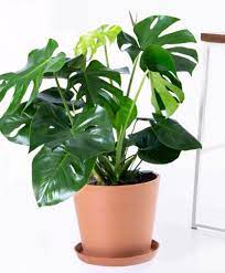 Everything You Need To Know About Monstera Plant Care Plants Indoor Plants Live Plants