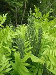 Image result for Osmunda regalis