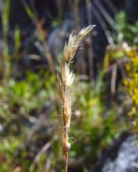 Image result for Trisetopsis milanjianum