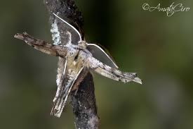 Image result for Flabellaria