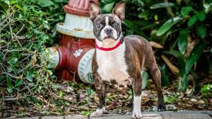 Boston terrier puppy for sale in naples, boston terrier puppies for sale in st. Pet Of The Week Mercy Is A 4 Year Old Boston Terrier Looking For An Active Family