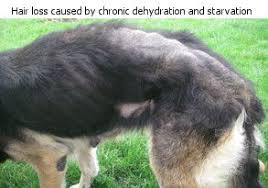 Trauma from chronic licking (called acral lick dermatitis) can damage hair follicles and cause secondary hair loss. Hair Loss In Dogs Cynology Hub Mygsdorg