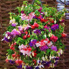 Pin On Flowers