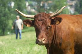 Salers Championne Grace A Ses Qualites De Rusticite Longevite Fertilite Et Facilite De Velage La Salers Possede En Outre Une C Salers Fertilite Noiraude