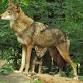 Red Wolf Presentation event image