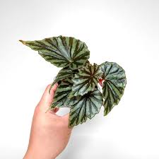 Image result for Begonia nyassensis