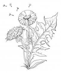 Flowers Dandelions With Leaves And Seeds Contours Vector Dandelion Drawing Flower Sketches Flower Drawing
