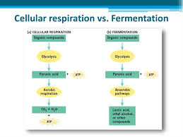 Cellular Respiration Prezentaciya Onlajn
