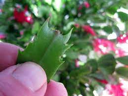 November Brilliance The Thanksgiving Cactus Schlumbergera Truncate Kevin Lee Jacobs Thanksgiving Cactus Christmas Cactus Plant Christmas Cactus Care