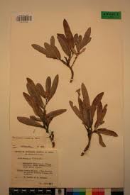 Image result for Parinari capensis