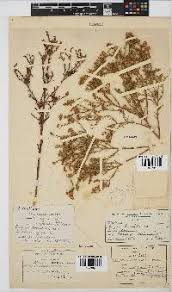 Image result for Geigeria burkei