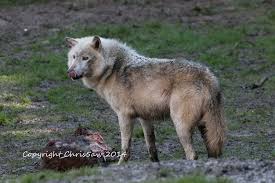 Check spelling or type a new query. Canadian Timber Wolf Timber Wolf Wolves Photography Wolf Love