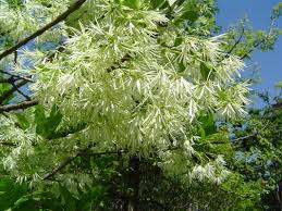 Image result for Oleaceae
