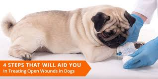 4 Steps That Will Aid You In Treating Open Wounds In Dogs Dog Biting Dog Wound Dogs