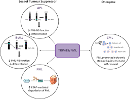If current trends continue, the colorectal cancer can sometimes be a silent disease and present with no signs or symptoms. Trim Proteins In Blood Cancers Springerlink