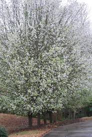 We did not find results for: Time For Red Buds And Forsythia In Hoover Alabama