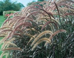 Deer grass or deer muhly is a perennial bunchgrass that grows best in warm areas. Purple Fountain Grass Garden Design