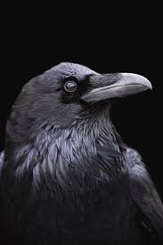 Black And White Raven Art Profile Of A Raven With A Black Photograph By Mint Images Art Wolfe Crow Photography Crow Photography Ravens Black Background Photography