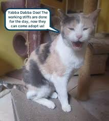 Hope Springs Eternal Funny Cats Funny Animal Pictures Cute Funny Animals