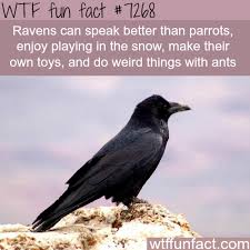 Wtf Facts Funny Interesting Weird Facts Wtf Fun Facts Fun Facts Weird Facts