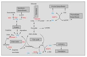 targeting amino acid metabolism in cancer growth and anti