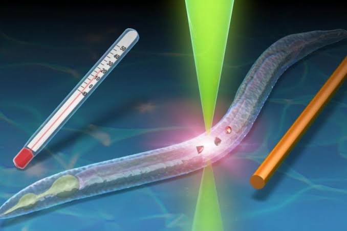 New quantum thermometer can measure a fever in a tiny worm - UPI.com