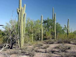 They wantonly kill animals and destroy plants simply to 'have fun.' cephalocereus senilis is a species of cactus native to guanajuato and hidalgo in eastern mexico and does not grow naturally in the sahara. Ironwood Forest