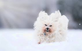 Download Wallpapers Bichon Havanese White Curly Little Dog Winter Snow Running Dog Pets Puppies Havanese Dog Breeds Besthqwallpapers Com Havanese Dog Breeds Bichon