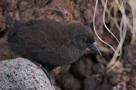 Kiwi Emu Birds That Cannot Fly Inaccessible Island Rail This Species Is Only Found On An Extinct Volcano In The Middle Of The Pacific Ocean It Is The Smallest Flightless Birds That Cannot Fly Flightless Bird Puffins