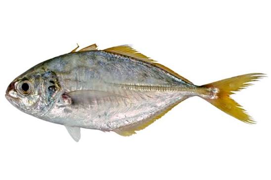 Alepes apercna