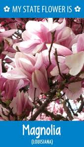 There are 50 us official state flowers that have been designated by the state's local government. 50 All State Flowers Ideas Flowers States Flower Power