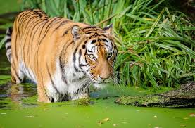 These animals are strong swimmers and excellent at climbing trees. A Tropical Wildlife Paradise 9 Most Beautiful Rainforests In The World