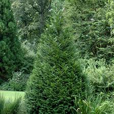 Image result for Calocedrus decurrens