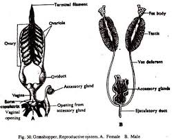 Reproductive System Of Grasshopper With Diagram