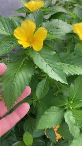 Image result for Turneraceae