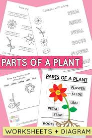 Nurture your kindergartener's curiosity in math, english, science, and social studies. Free Printable Parts Of A Plant Worksheets Itsybitsyfun Com