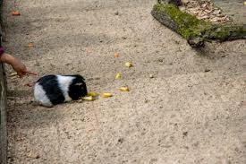 Bmp, gif, jpg, png, tga, tiff, wbmp, webp. Beautiful Fat Hamster In A Zoo Europe Royalty Free Images Photos And Pictures