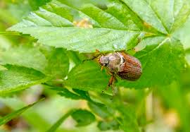 616 manuel edwardo ave, north las vegas (nv), 89031, united states. June Bugs How To Control And Eliminate These Irritating Pests Trees Com
