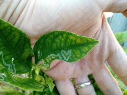 Lemon trees make a beautiful addition to any yard or grove. Shiny Trails On Meyer Lemon Leaves General Fruit Growing Growing Fruit